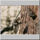 Parus Cristatus - Haubenmeise 13.jpg
